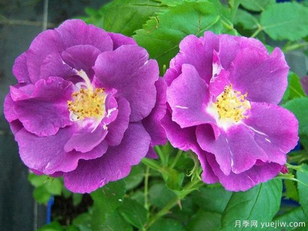 英国皮特月季(图4) 英国皮特月季,品种汇集(图3)