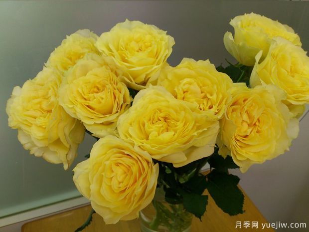 康帕内拉之星月季(图1) 康帕内拉之星月季(图1)