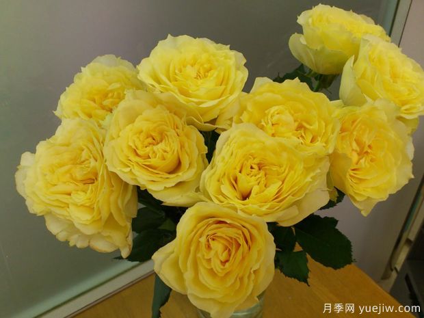 康帕内拉之星月季(图2) 康帕内拉之星月季(图2)