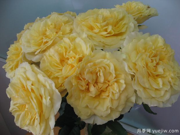 康帕内拉之星月季(图3) 康帕内拉之星月季(图3)