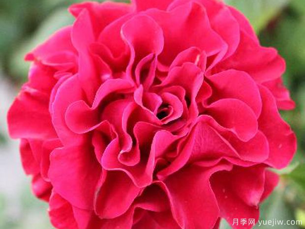 康帕内拉红色月季(图1) 康帕内拉红色月季(图1)