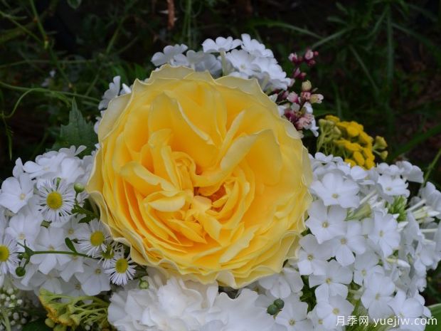 康帕内拉黄色月季(图1) 康帕内拉黄色月季(图1)