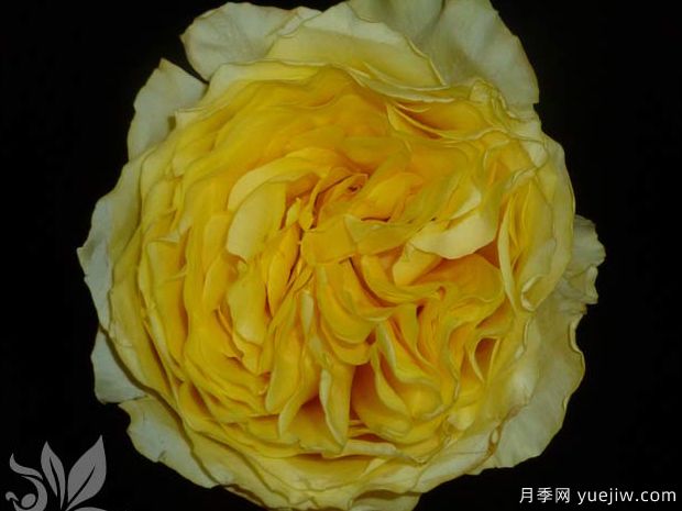 康帕内拉黄色月季(图2) 康帕内拉黄色月季(图2)