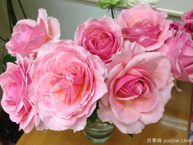 康帕内拉粉色月季(图2) 粉舞裙月季/粉色拉康帕内拉舞裙月季(图2)