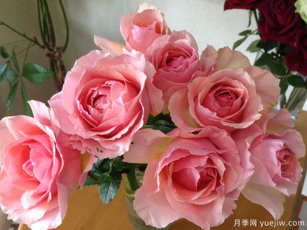 康帕内拉粉色月季(图3) 粉舞裙月季/粉色拉康帕内拉舞裙月季(图3)