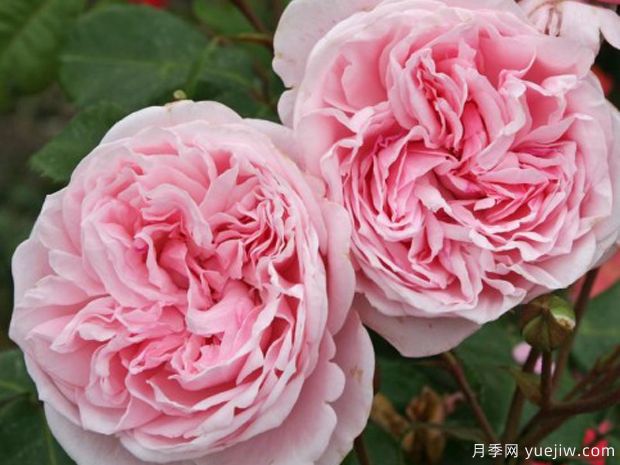 刁蛮公主月季/吻我凯特月季Kiss Me Kate(图2)