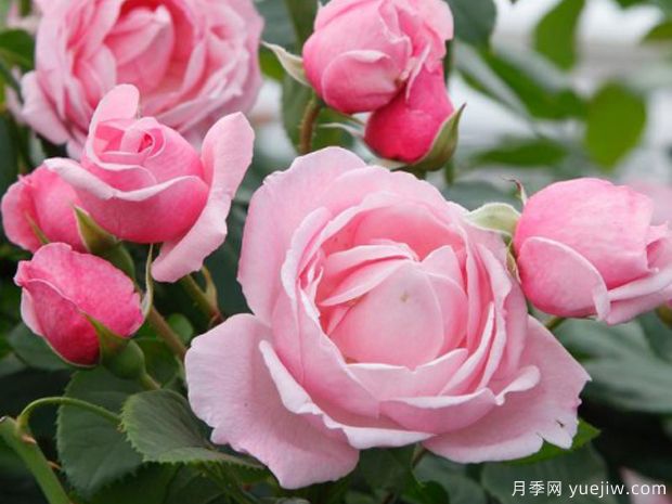 刁蛮公主月季/吻我凯特月季Kiss Me Kate(图3)