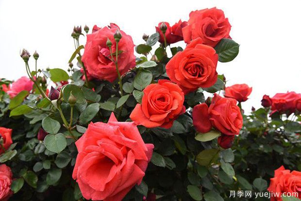 曲靖高杆月季温暖绽放,打造麒麟城靓丽景观(图4) 曲靖高杆月季温暖绽放,打造麒麟城靓丽景观(图4)