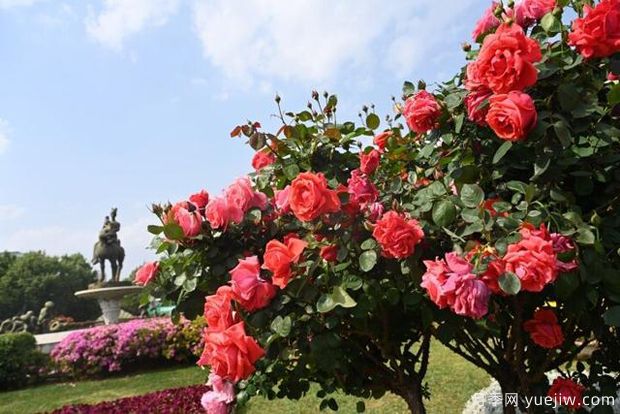 曲靖高杆月季温暖绽放,装扮宜居麒麟(图2) 曲靖高杆月季温暖绽放,打造麒麟城靓丽景观(图2)