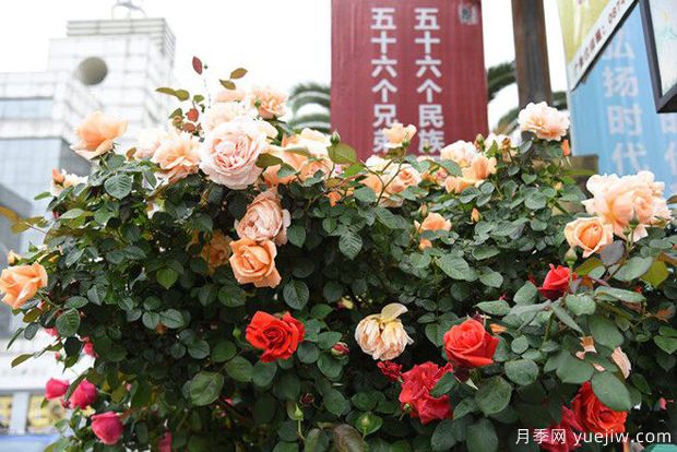 曲靖高杆月季温暖绽放,装扮宜居麒麟(图3) 曲靖高杆月季温暖绽放,打造麒麟城靓丽景观(图3)