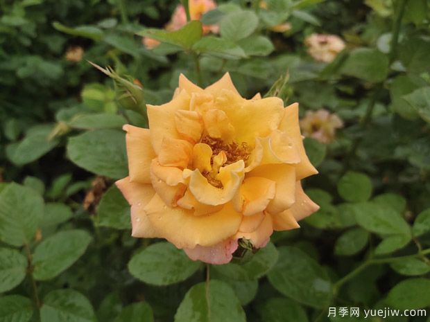 4月月季展叶抽条,如何养护顺利爆花(图1) 4月月季展叶抽条,如何养护顺利爆花(图1)