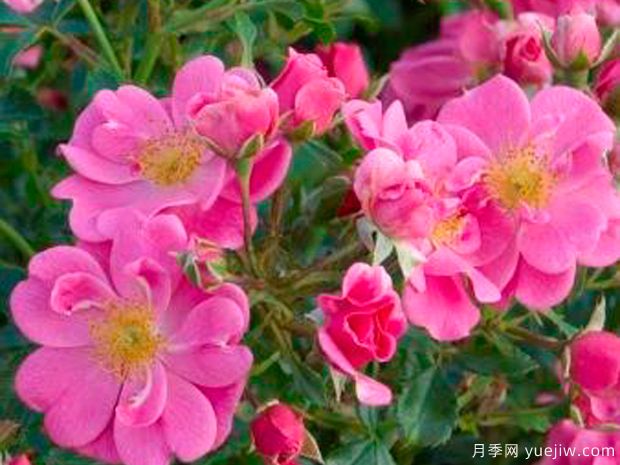 粉色蜜蜂乐园月季/明亮粉色引蝶月季(图1) 粉色蜜蜂乐园月季/明亮粉色引蝶月季(图1)