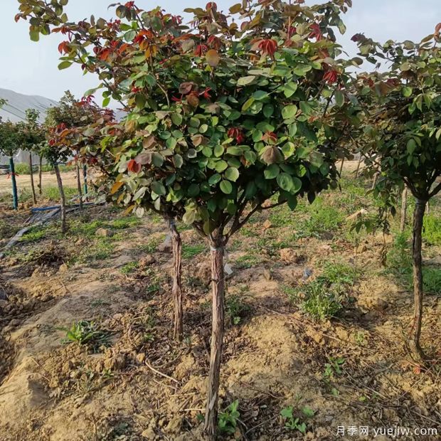 4公分精品树状月季发往甘肃绿化工地(图2) 4公分精品树状月季发往甘肃绿化工地(图2)