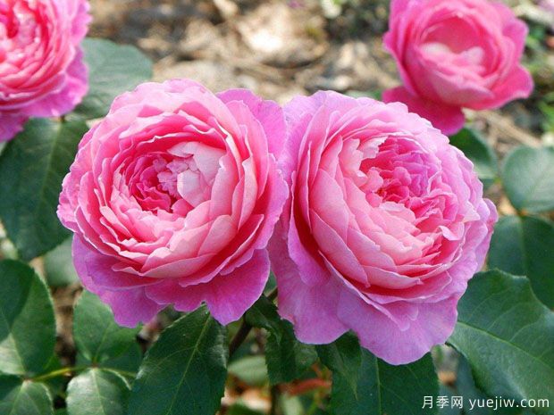 4月份养月季的施肥办法(图1)