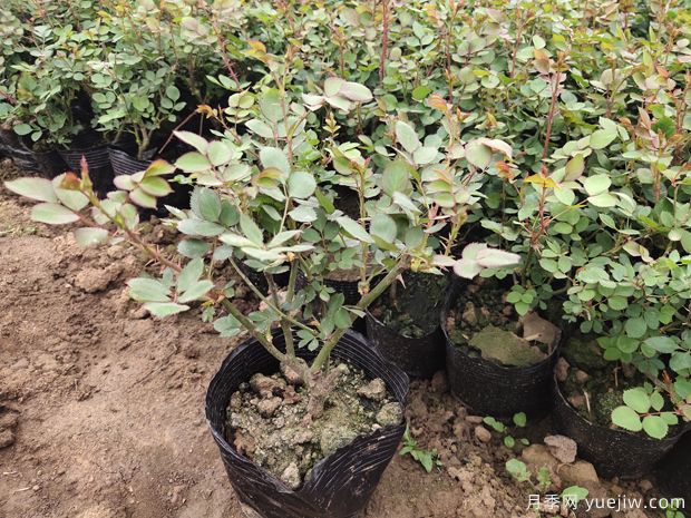 春季园林月季花卉施肥注意事项(图1)