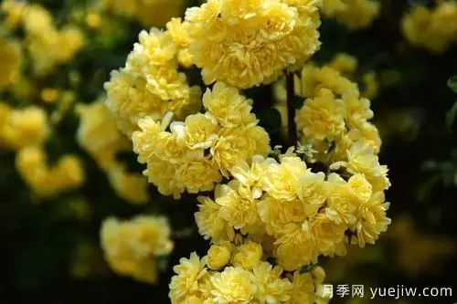 黄木香开花好看又好闻,快速花墙(图1) 黄木香开花好看又好闻,快速花墙(图1)
