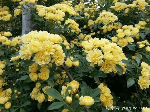 黄木香开花好看又好闻,快速花墙(图2) 黄木香开花好看又好闻,快速花墙(图2)