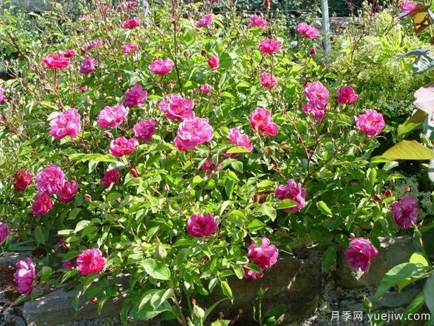 薰衣草玫迪兰月季/路易布莱里奥月季Lavender Meidiland(图5)