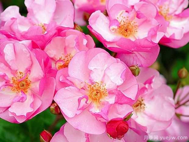 薰衣草玫迪兰月季/路易布莱里奥月季Lavender Meidiland(图1)