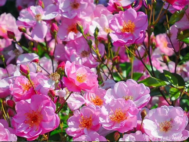 薰衣草玫迪兰月季/路易布莱里奥月季Lavender Meidiland(图2)