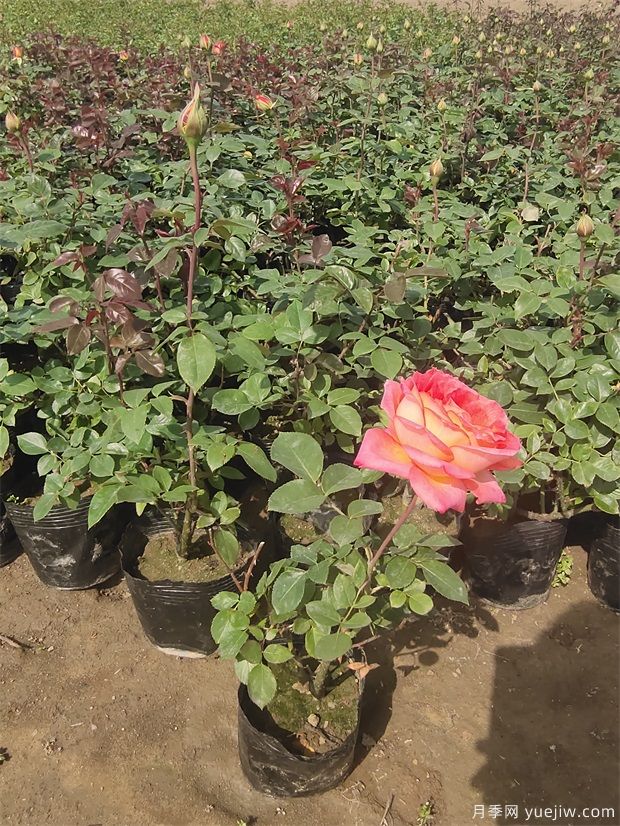 4月份最新大花月季丰花月季杯苗批发价格(图2) 4月份最新大花丰花月季杯苗批发价格(图2)