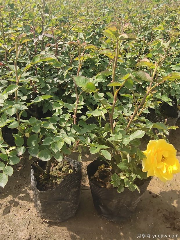 4月份最新大花月季丰花月季杯苗批发价格(图3) 4月份最新大花丰花月季杯苗批发价格(图3)