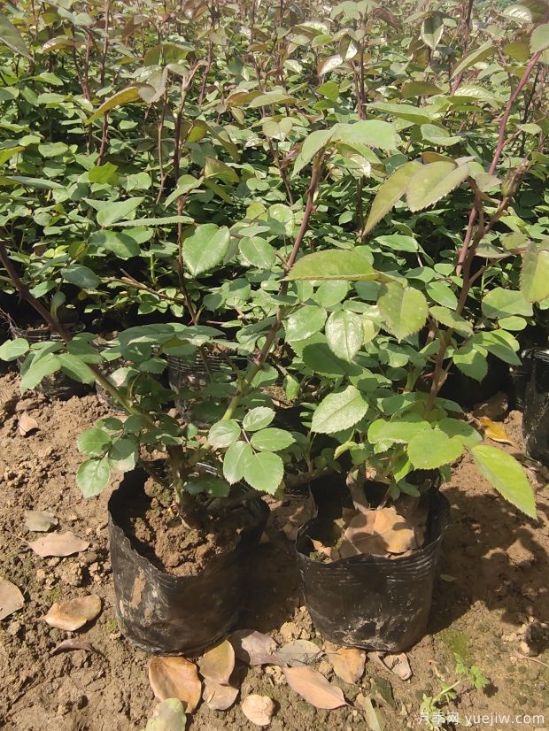 4月份最新大花月季丰花月季杯苗批发价格(图6) 4月份最新大花丰花月季杯苗批发价格(图6)