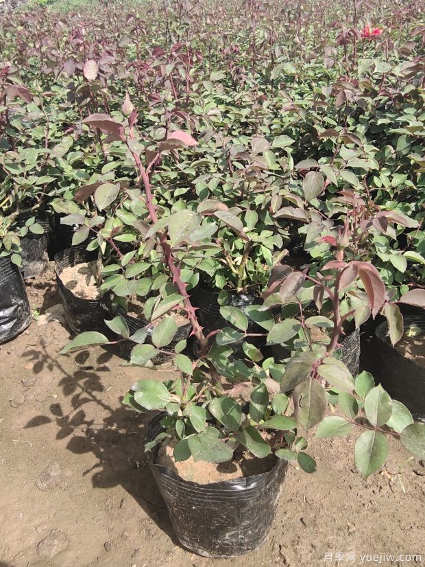 4月份最新大花月季丰花月季杯苗批发价格(图5) 4月份最新大花丰花月季杯苗批发价格(图5)