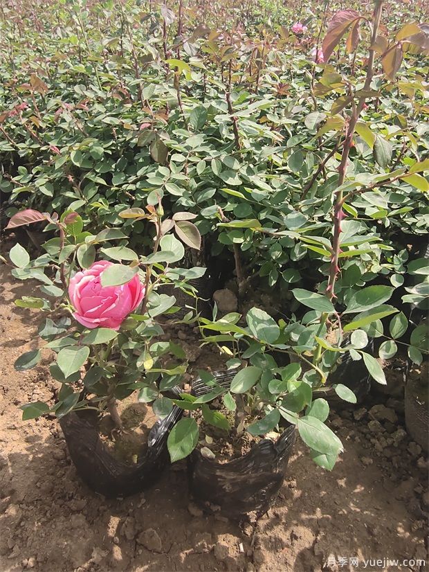 4月份最新大花月季丰花月季杯苗批发价格(图4) 4月份最新大花丰花月季杯苗批发价格(图4)