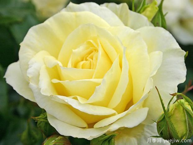 推荐6款抗病的ADR黄色月季(图2) 推荐6款抗病的ADR黄色月季(图2)
