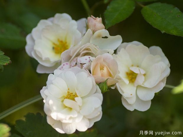 奶油玫迪兰月季/伯爵夫人布吕尔月季/奶油玫兰Cream Meidiland(图1)