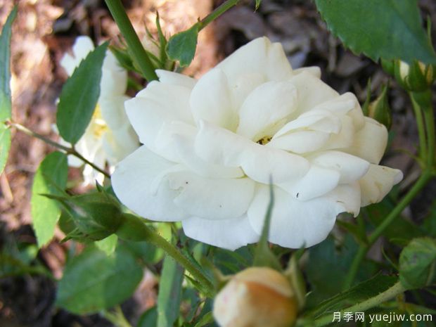 奶油玫迪兰月季/伯爵夫人布吕尔月季/奶油玫兰Cream Meidiland(图3)