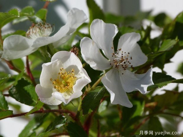 爱的精神月季(图1)