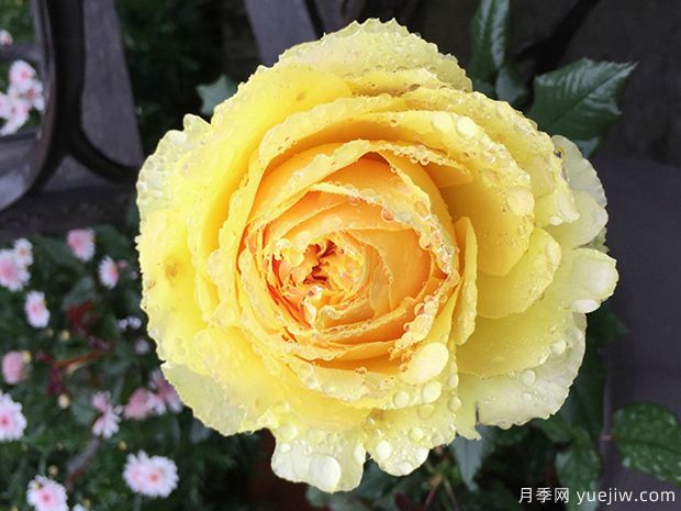 大花微月小黄鸡月季的优缺点是什么?(图1) 大花微月小黄鸡月季的优缺点是什么?(图1)