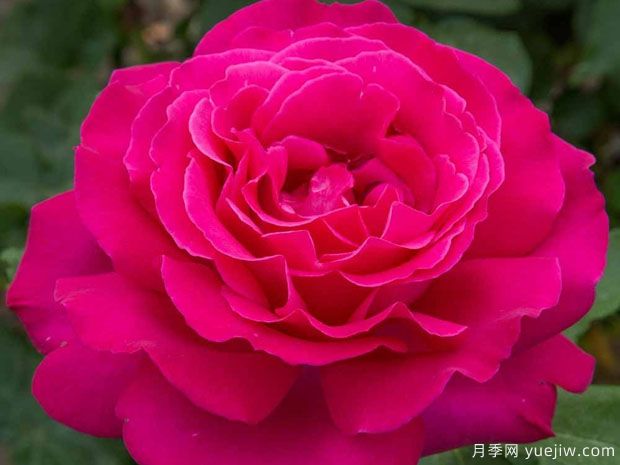 委拉斯凯兹月季(图2)