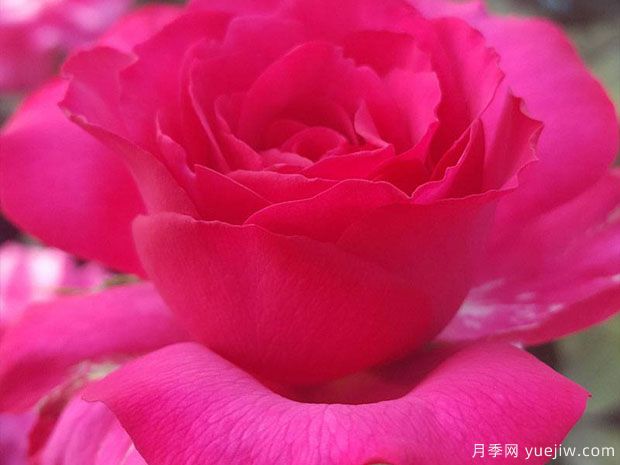 委拉斯凯兹月季(图3)