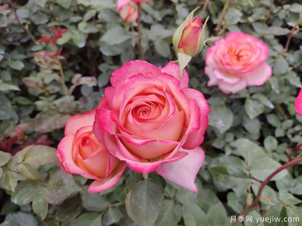 这8个品种能入选世界上最美的月季吗？(图2)