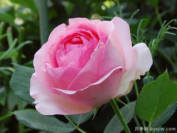 可能是最好用的玫瑰养护知识(图1)
