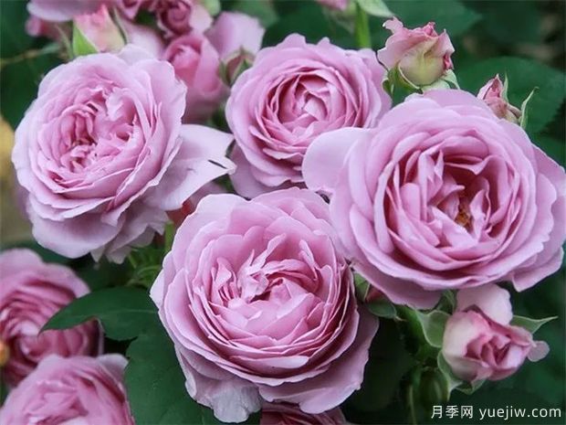 可能是最好用的玫瑰养护知识(图2)