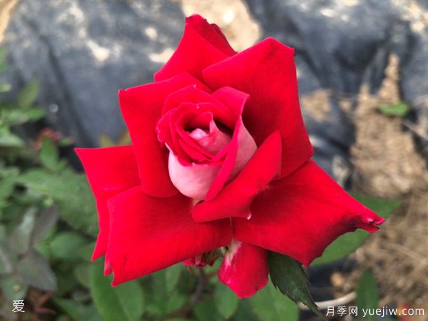 可能是最好用的玫瑰养护知识(图3)