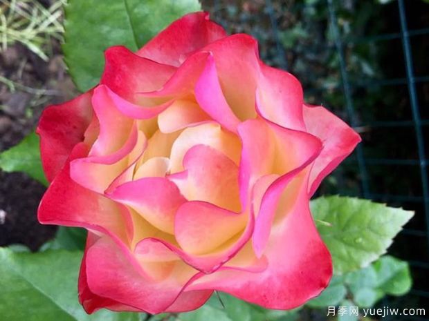 折纸月季/日式折纸(图2)