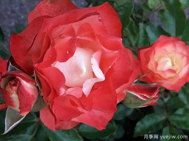 折纸月季/日式折纸(图3)