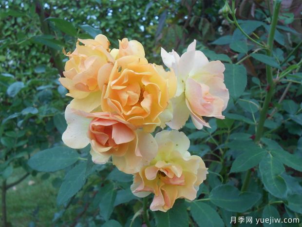 藤本快乐舞蹈月季(图1) 藤本快乐舞蹈月季(图1)