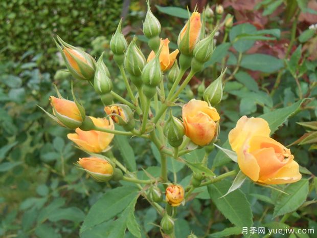 藤本快乐舞蹈月季(图2) 藤本快乐舞蹈月季(图2)