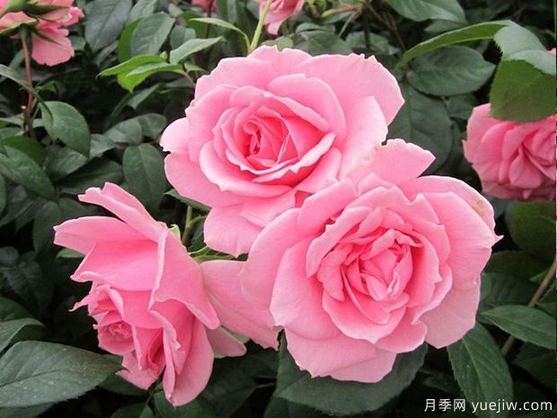 你真美丽月季的优缺点是什么?(图1) 你真美丽月季的优缺点是什么?(图1)