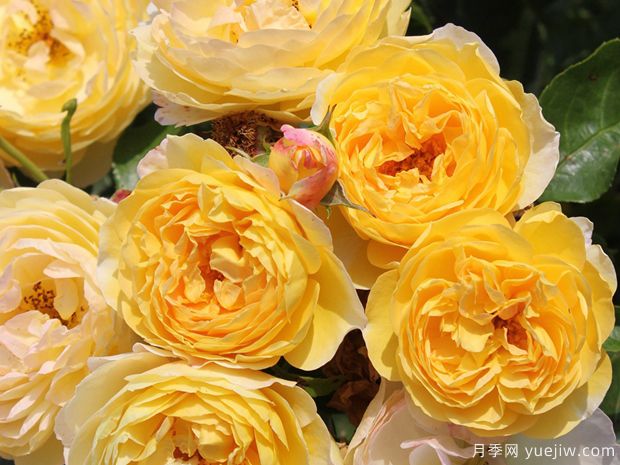 推荐6款抗病的ADR黄色月季(图1) 推荐6款抗病的ADR黄色月季(图1)