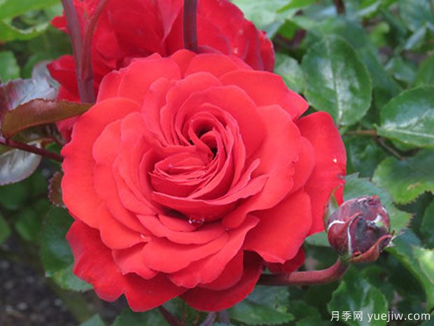 基督城记忆月季(图1) 基督城记忆月季(图1)