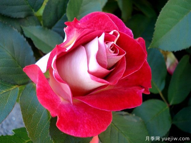 艾琳梅瑞施玫瑰月季(图1)