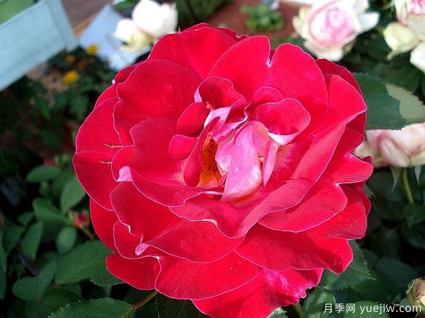 艾琳梅瑞施玫瑰月季(图2)