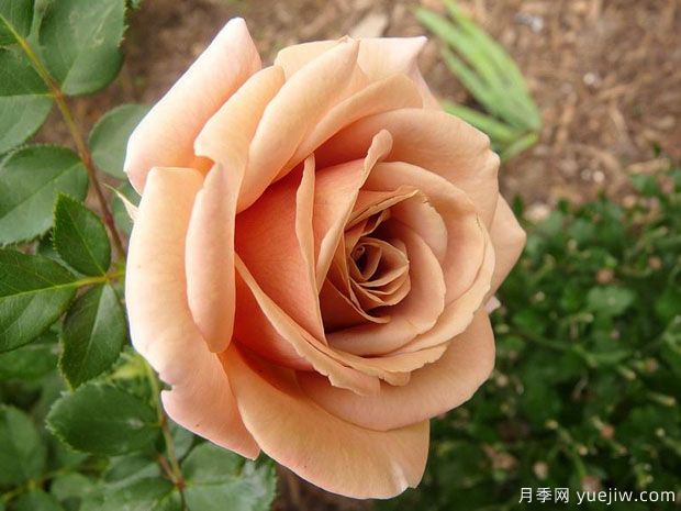 可可洛可月季的优缺点:什么?(图1) 可可洛可月季的优缺点是什么?(图1)